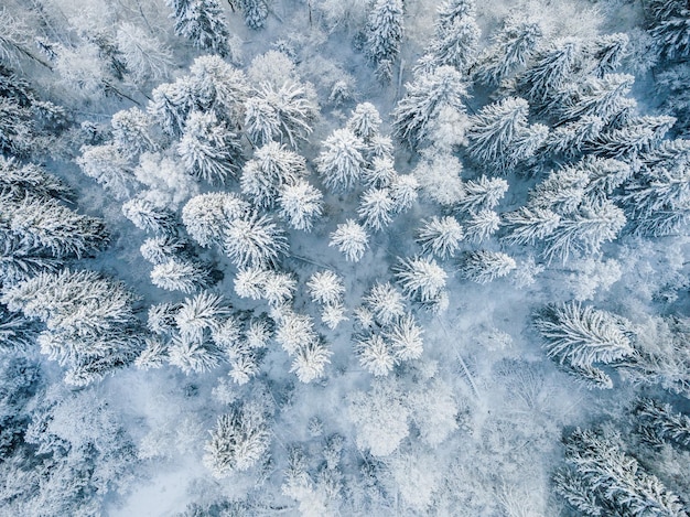 Aerial top view of snow covered winter forest trees in rural Finland