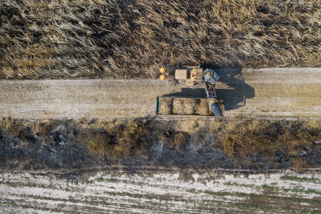 Aerial top view of Sugarcane cutters are working outdoors