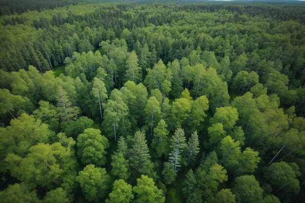 Aerial top view of summer green trees in forest in rural finland drone photography