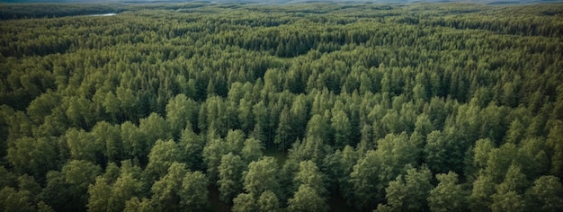 Aerial top view of summer green trees in forest in rural Finland