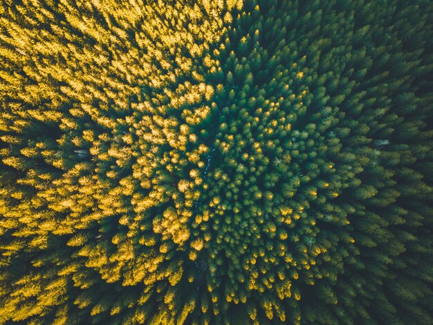 Aerial top view of summer green trees in forest in slovakia drone photography