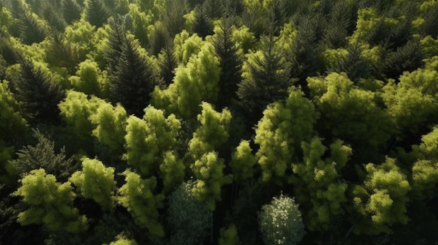 Aerial top view of summer green trees in forest