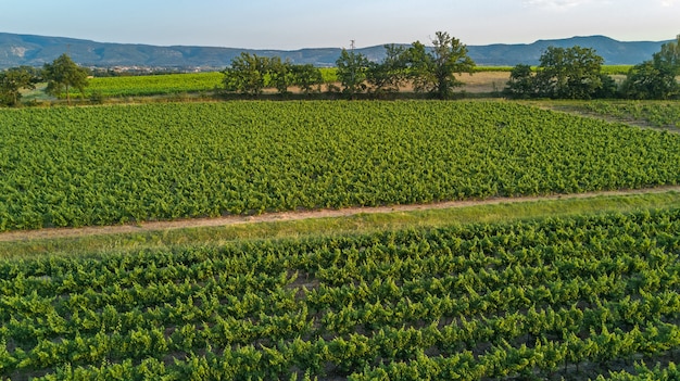 Aerial top view of vineyards landscape from above background, South France