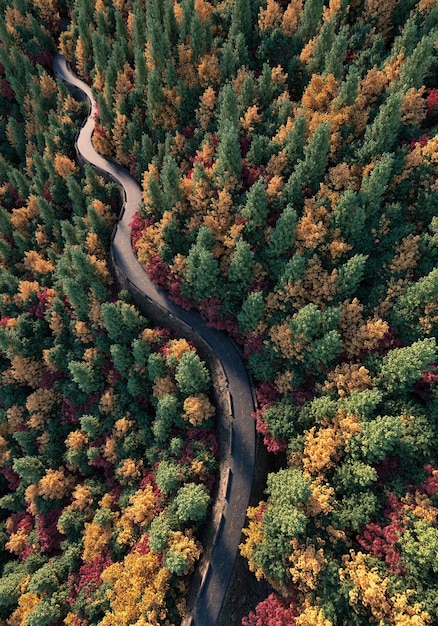 夕暮れの秋の森の曲がりくねったアスファルト道路の空中写真3dレンダリング