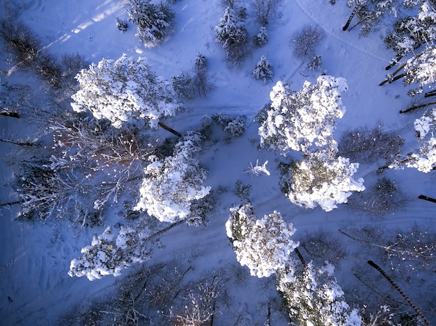 Aerial top view of winter trees in snow Birds eye view