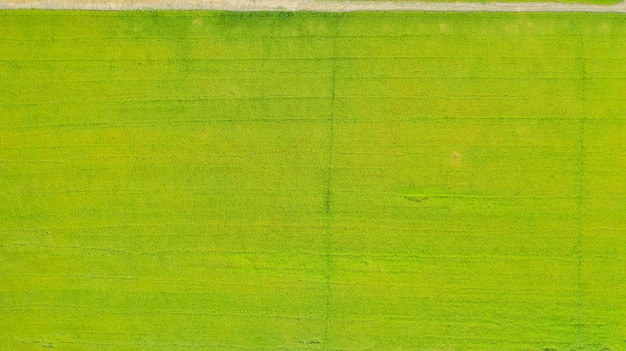 Aerial top view of the yellow and green rice fields