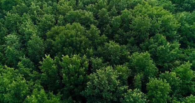 Foto gli alberi dal cielo vedono il fogliame verde del paesaggio forestale