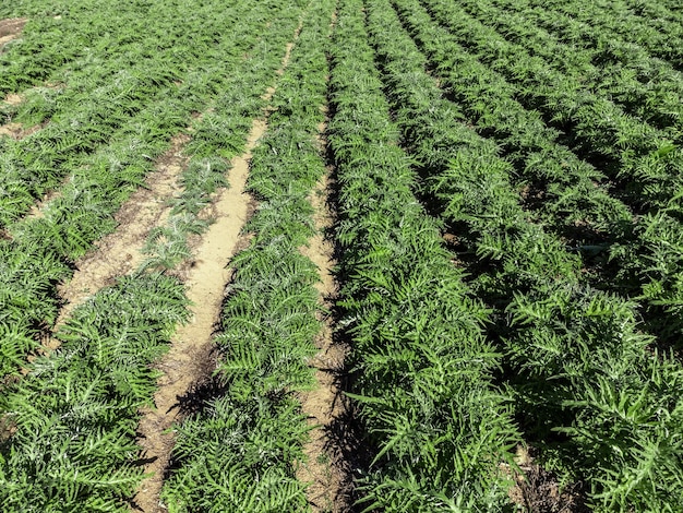 Aerial video of the artichoke field.