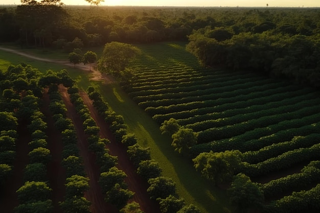 Aerial video of Brazilian coffee plantation at sunset