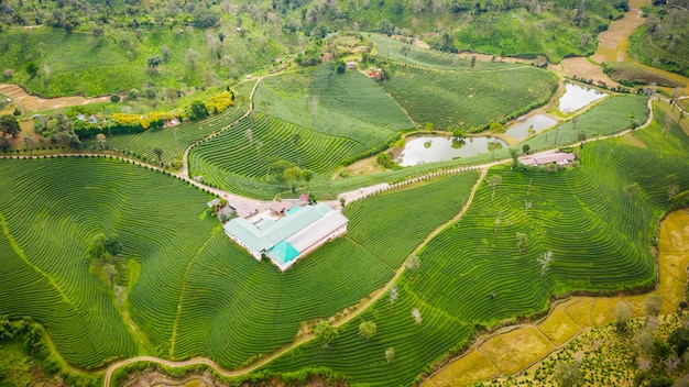 Aerial view agricultural area 