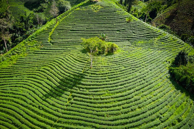 Aerial view agricultural area