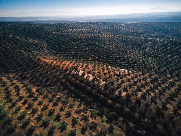 aerial view of agricultural field