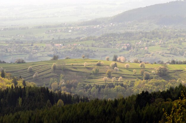 Aerial view of agricultural field