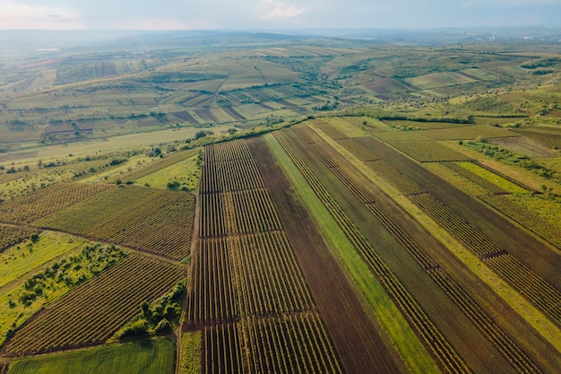 Aerial view of agricultural lands with vineyards high quality footage countryside italy vineyards farmland italy aerial vineyard video