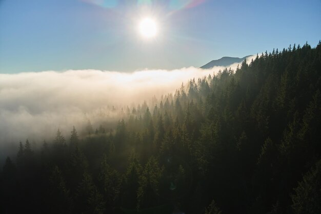 Aerial view of amazing scenery with foggy dark mountain forest pine trees at autumn sunrise Beautiful wild woodland with shining rays of light at dawn