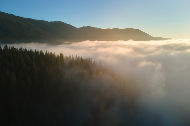 Aerial view of amazing scenery with foggy dark mountain forest pine trees at autumn sunrise Beautiful wild woodland with shining rays of light at dawn