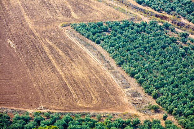 Aerial view of arable field and olive plantation