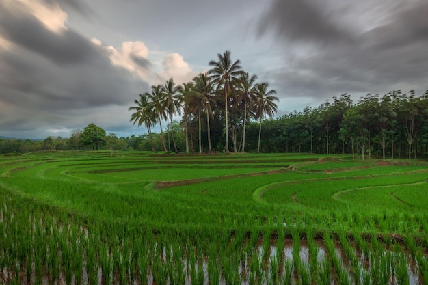 Aerial view of asia in green indonesian rice fields