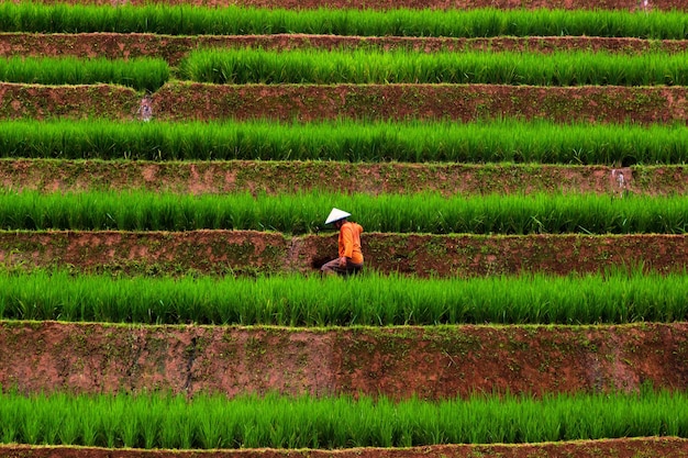 Aerial view of asia in indonesia rice fields with beautiful terraces