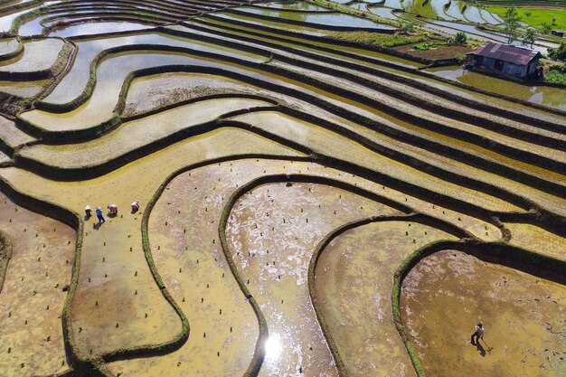 Foto vista aerea dell'asia nell'area del campo di riso indonesiano con terrazze di riso verde