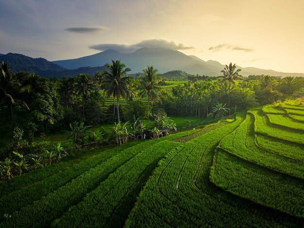 Aerial view of asia in indonesian rice fields with mountains at sunrise