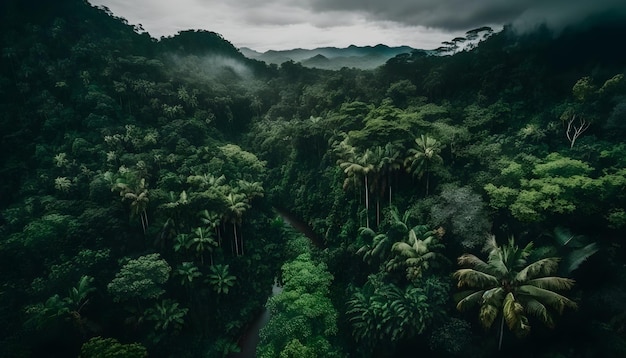 Вид с воздуха на азиатский тропический лес2