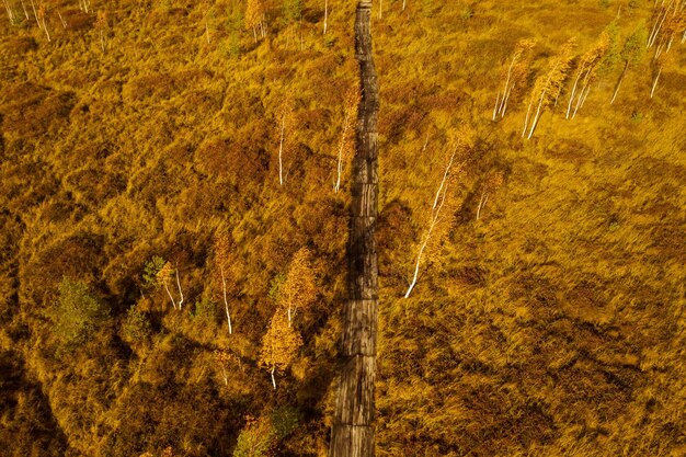 Photo an aerial view of an autumn bog in yelnya belarus autumn ecosystems ecological problems climate change