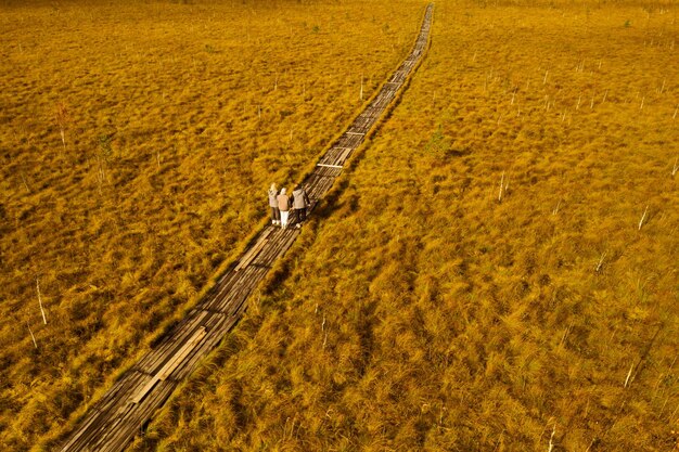 Photo an aerial view of an autumn bog in yelnya belarus autumn tourists walking along the ecotrail