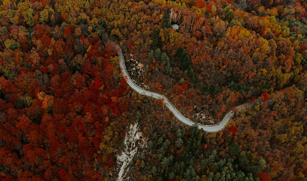 Foto veduta aerea della foresta colorata d'autunno