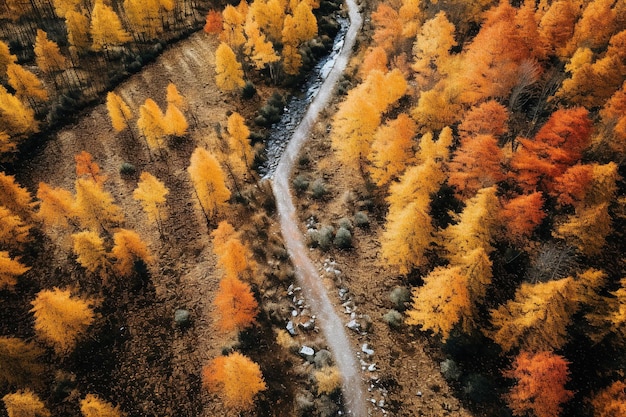 Aerial view of autumn forest Beautiful nature landscape