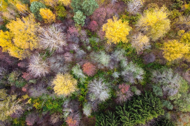 上の木々のカラフルな黄色の葉と秋の森の風景の空撮