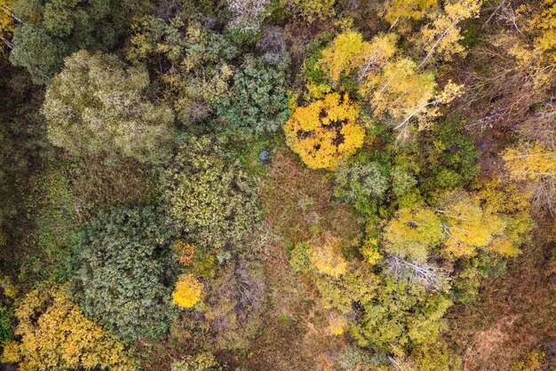 上の木々のカラフルな黄色の葉と秋の森の風景の空撮