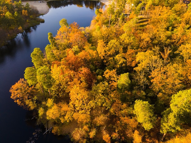 Aerial view of the autumn forest near the river in the afternoon