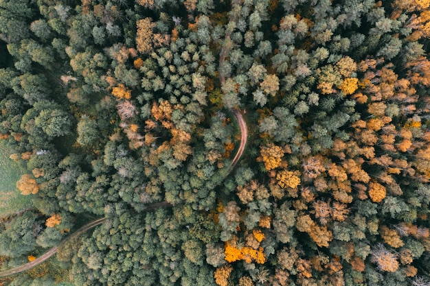 Aerial view of autumn forest with green yellow and red trees incredible road in the forest