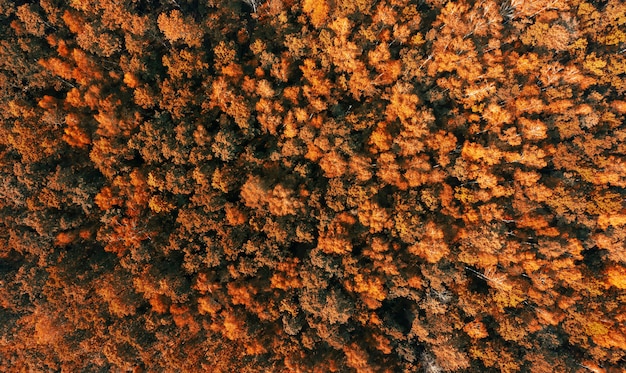 Aerial view of autumn forest with orange trees.