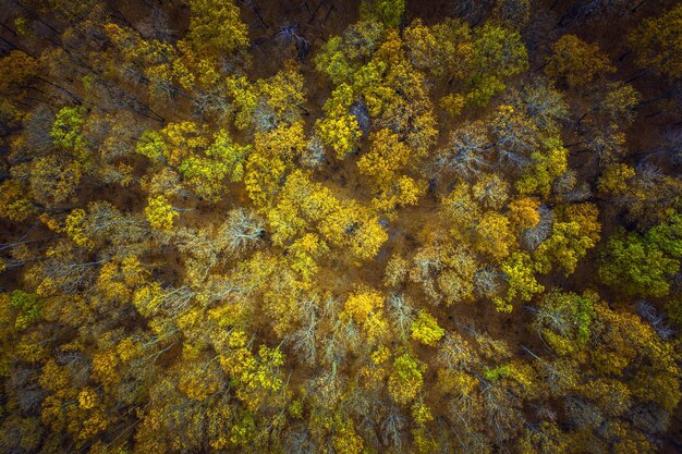 Aerial above view of autumn forest