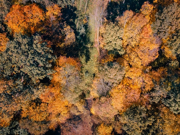 Aerial view of autumn park with lake