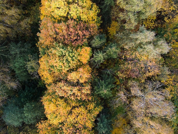 Aerial view of autumn trees with yellow foliage