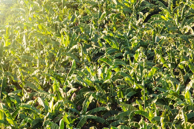 Photo aerial view of banana tree with sunrise on fields