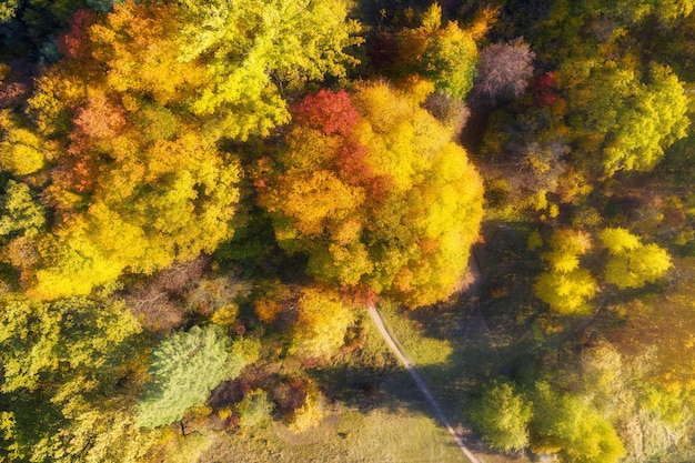 晴れた日に美しい秋の森の空撮 カラフルな風景