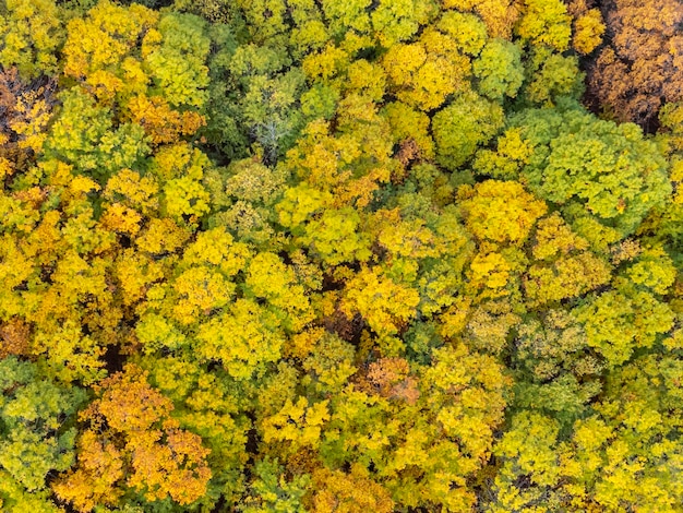 Aerial view of beautiful colorful autumn forest in low clouds at sunrise Top view of orange and green trees in fall View from above of woods Nature background Multicolored leaves