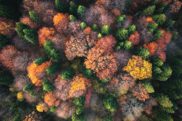 우크라이나에서 아름 다운 다채로운가 숲의 공중 보기 석양에 붉은 색과 오렌지색 나무의 무인 항공기에서 상위 뷰 숲 자연 배경 위에서 보기 여러 가지 빛깔의 잎 풍경