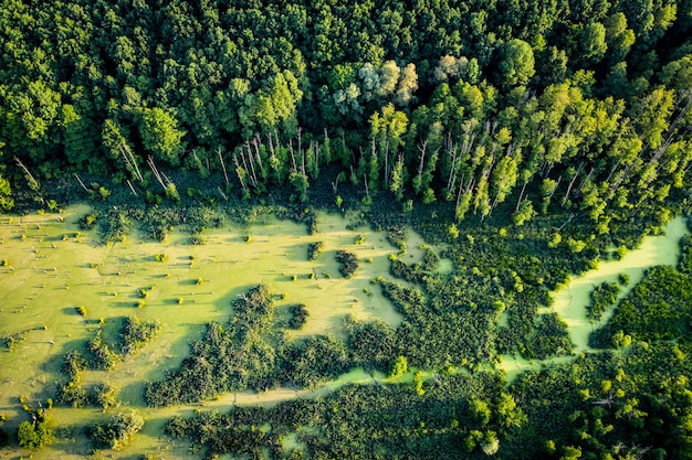 Foto vista aerea della bellissima foresta e prato