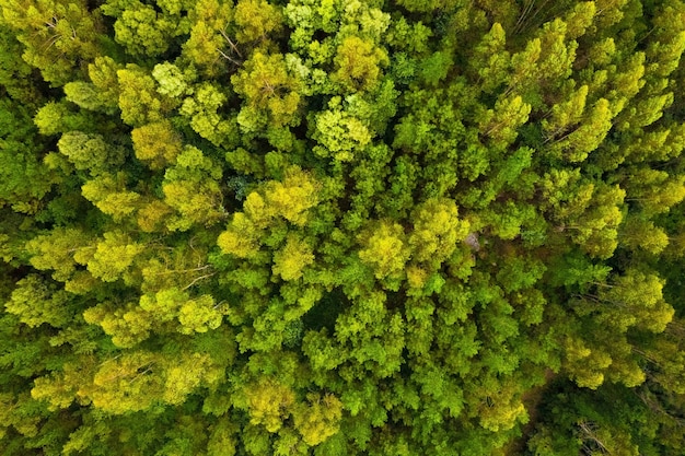 Photo aerial view of beautiful green forest, shot from above with a drone, natural landscape