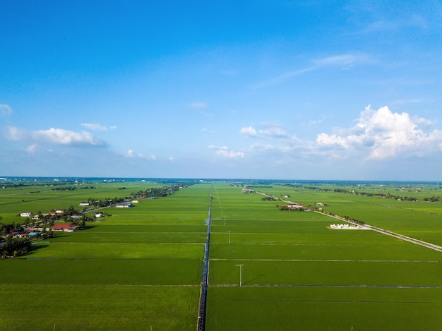 Vista aerea della bellissima risaia verde nella fotografia di ripresa di sekinchan selangor drone