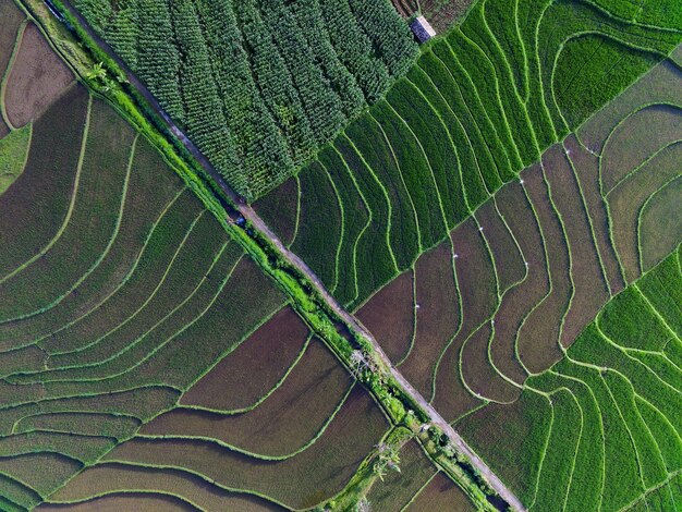 Aerial view beautiful morning view from Indonesia about mountain and forest