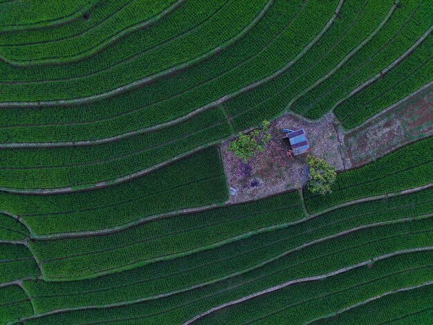 Aerial view beautiful morning view from Indonesia about mountain and forest