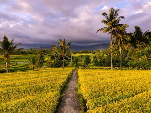 Aerial view beautiful morning view from Indonesia about mountain and forest