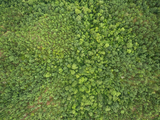 Aerial view of Beautiful tropical forest, Shot from drone 