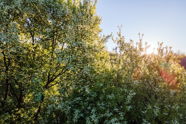 Aerial view of blooming garden with white blossoming trees in early spring at sunset